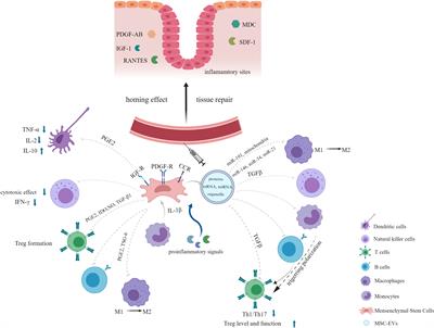 Advances of mesenchymal stem cells and their derived extracellular vesicles as a promising therapy for acute respiratory distress syndrome: from bench to clinic